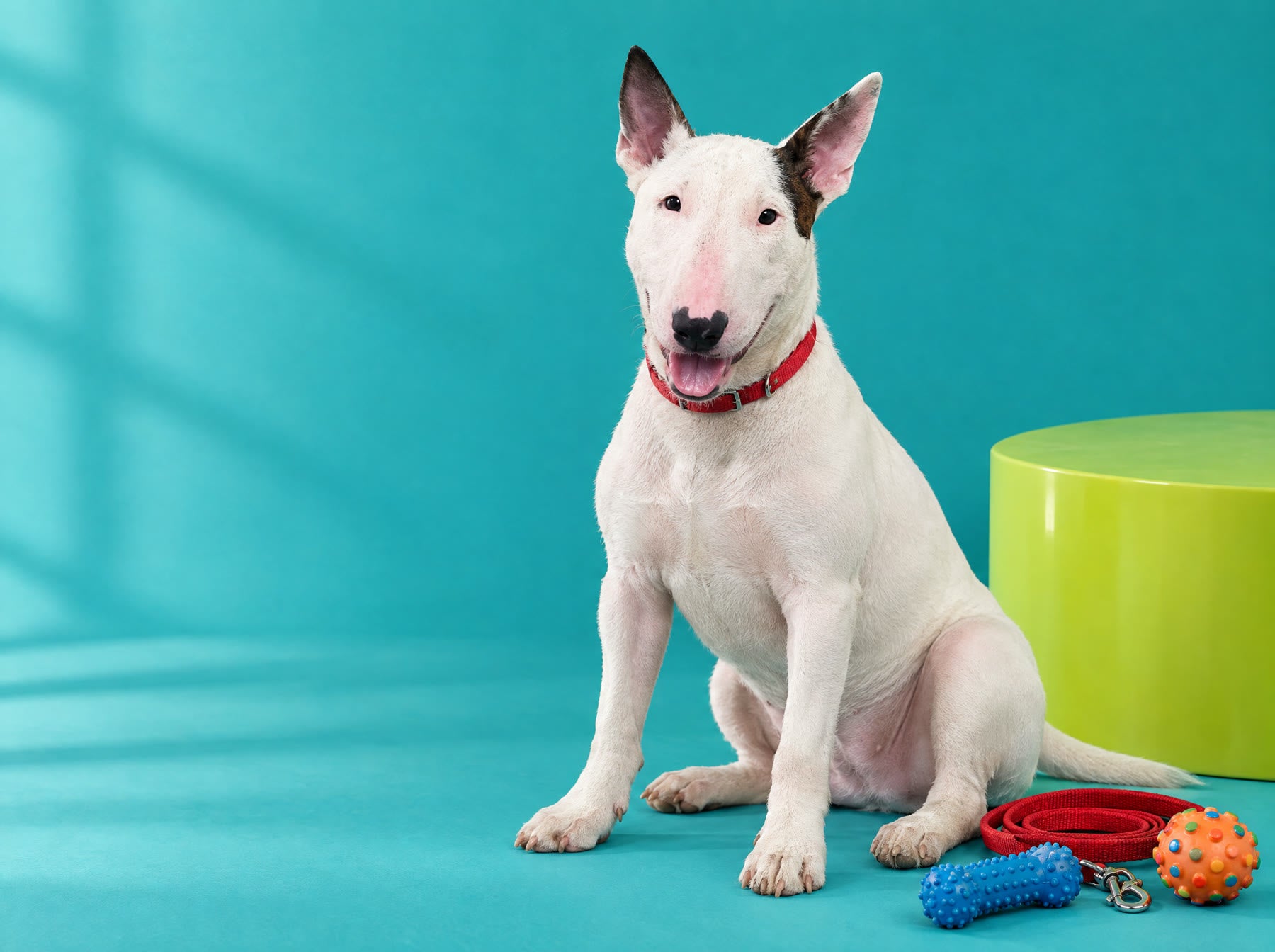 Bull terrier blanca sentada en un estudio turquesa con juguetes y una traílla