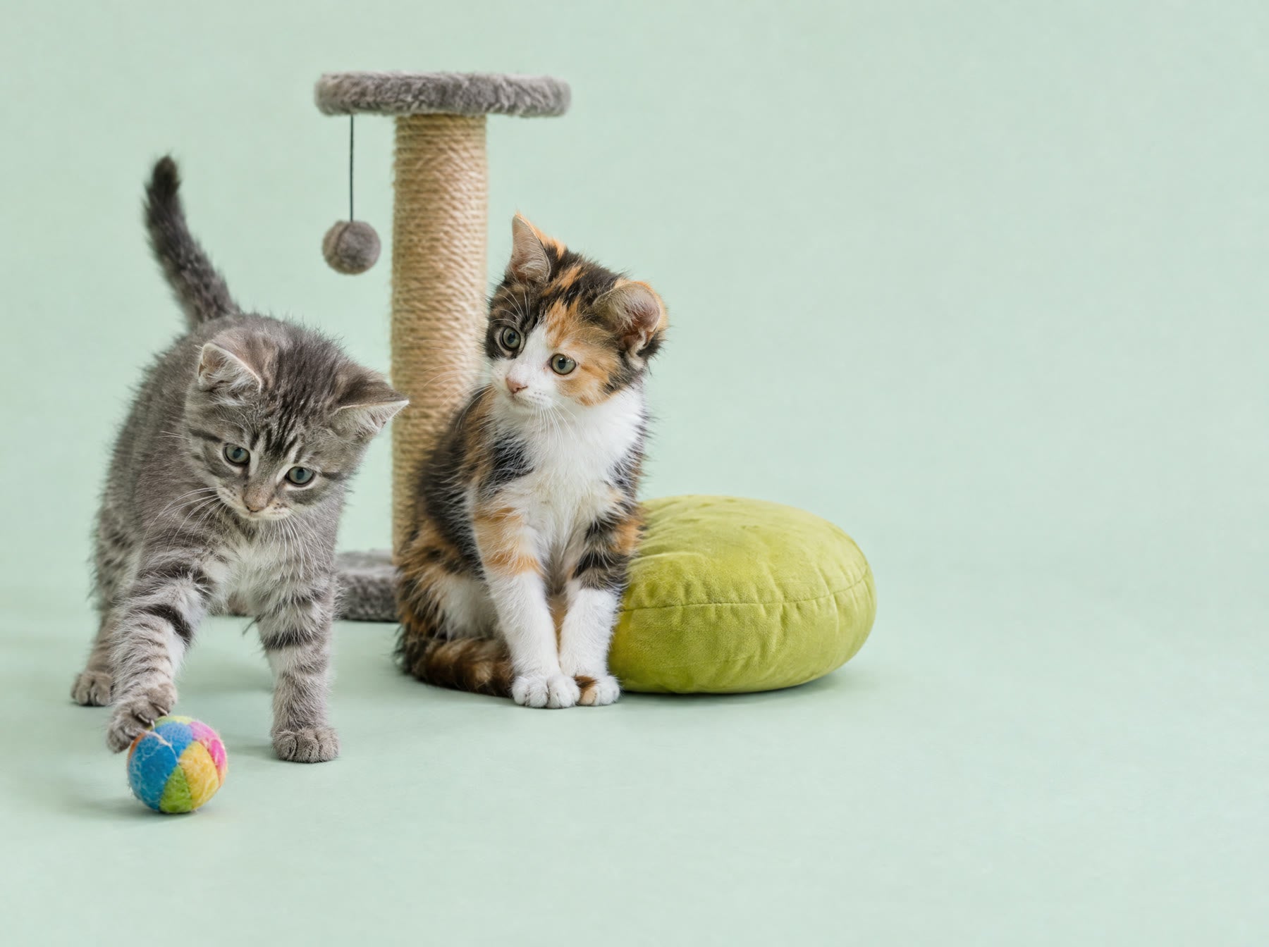 Dos gatitos jugando junto a un rascador