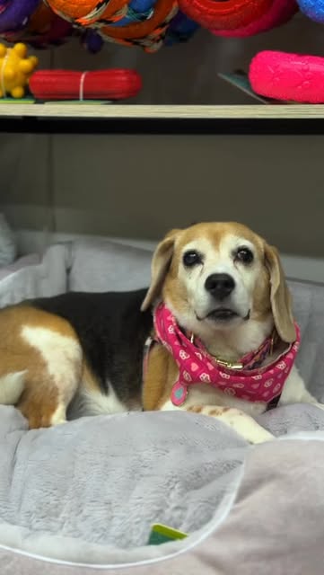 La beagle de la tienda sobre una cama