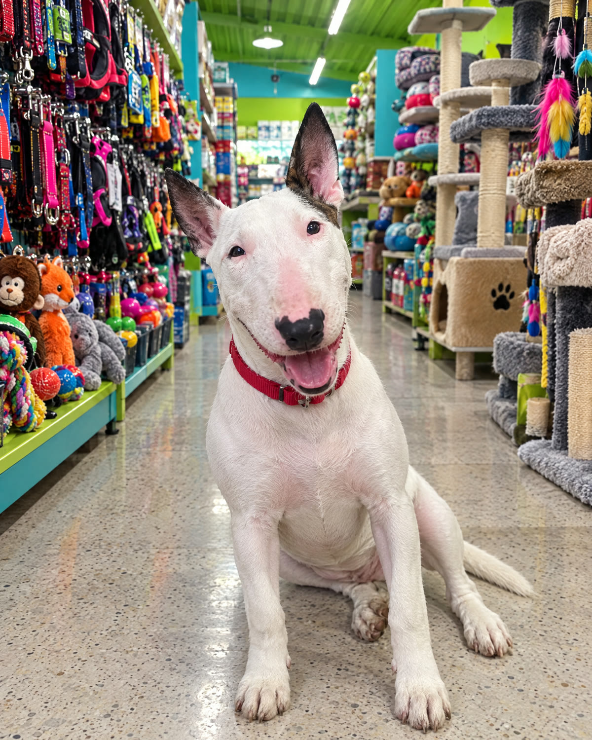 Bull terrier sentada en un pasillo de la tienda